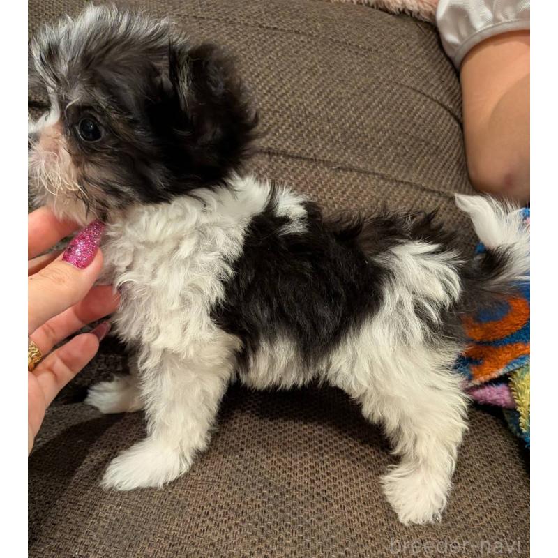 販売中の大阪府のチワマル:チワワ×マルチーズ-432246の3枚目