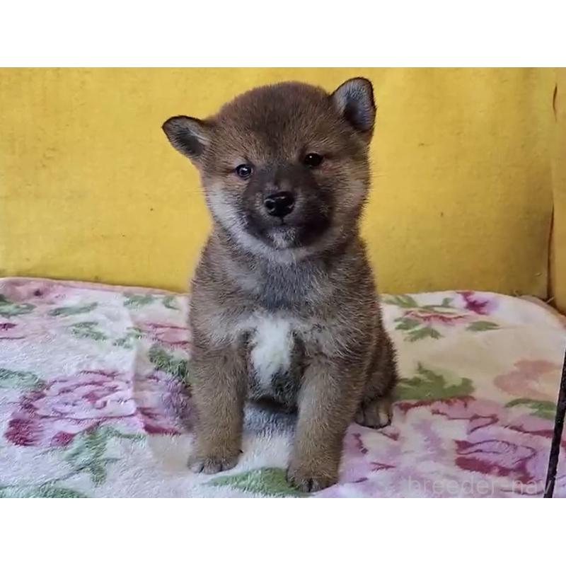 販売中の埼玉県の柴犬-432247の2枚目