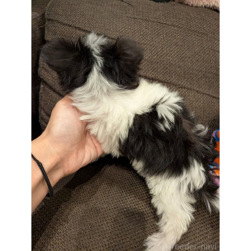 販売中の大阪府のチワマル:チワワ×マルチーズ-432246の2枚目