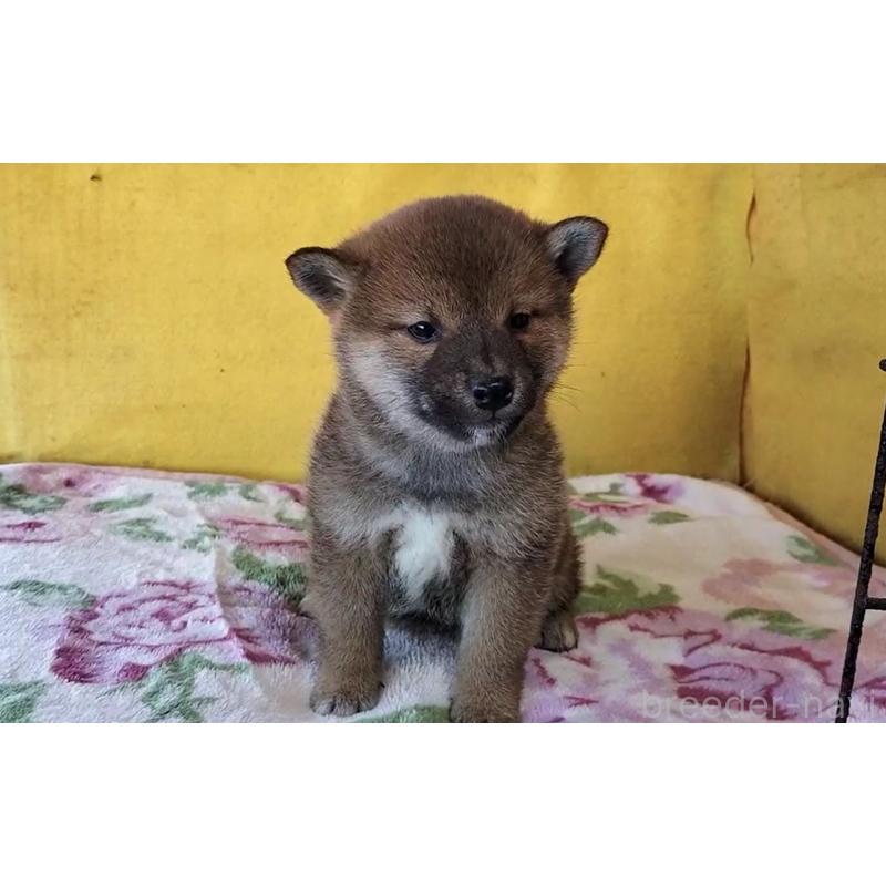 販売中のの柴犬-432247