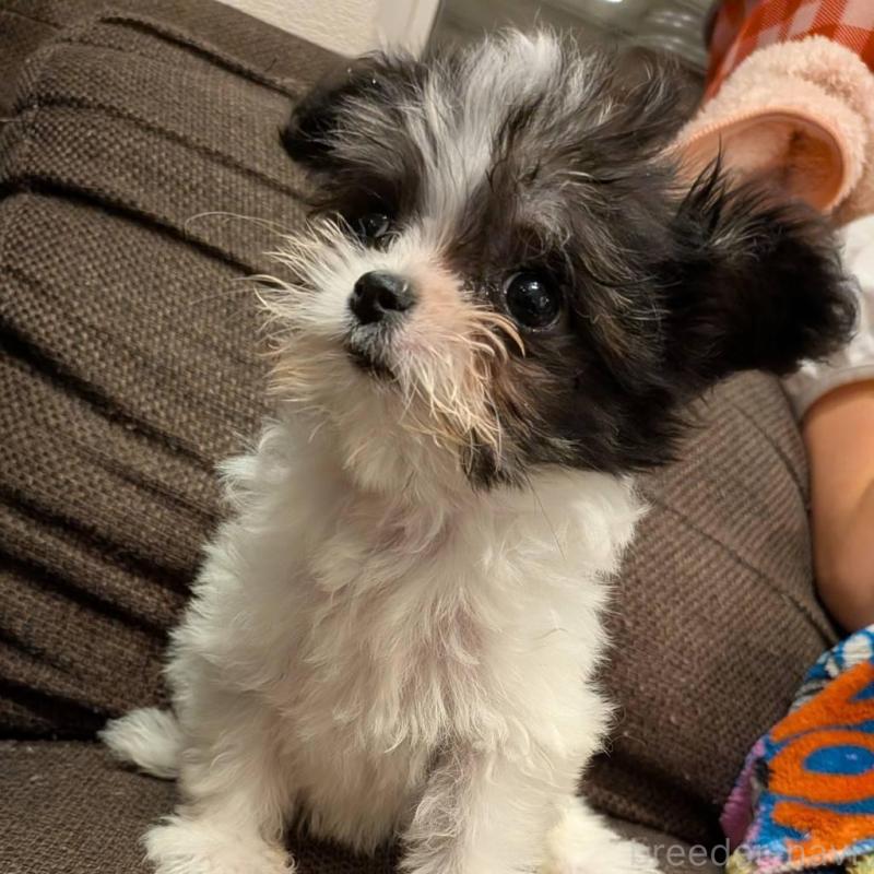 販売中の大阪府のチワマル:チワワ×マルチーズ-432246の1枚目