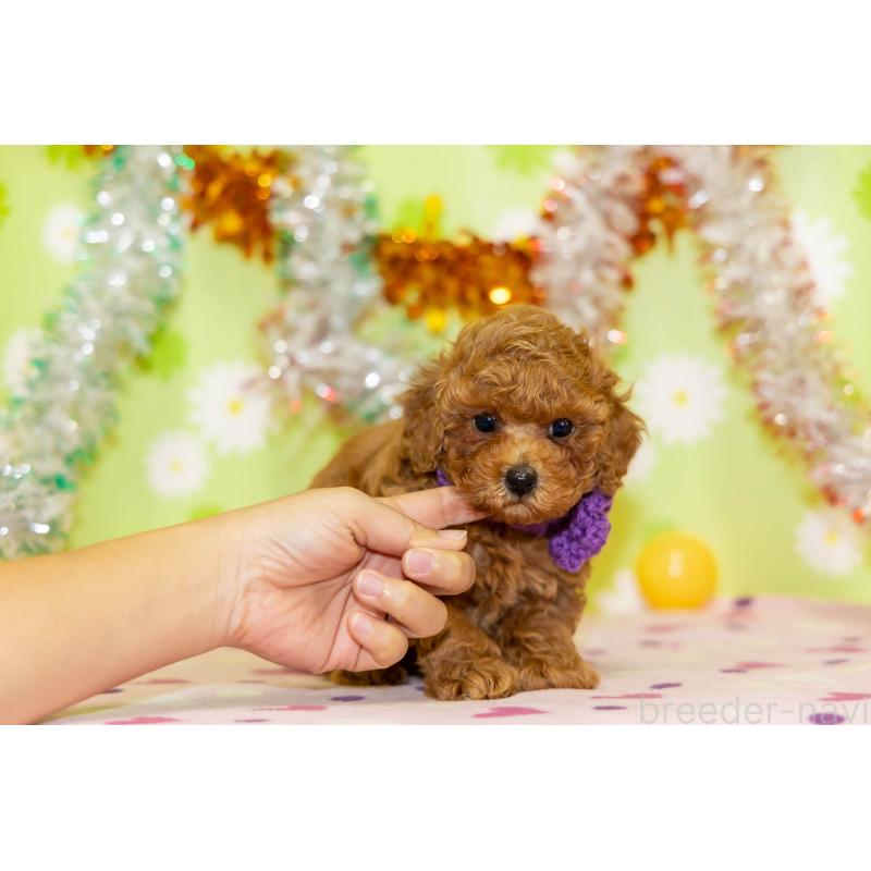 販売中の大分県のタイニープードル-432248の5枚目