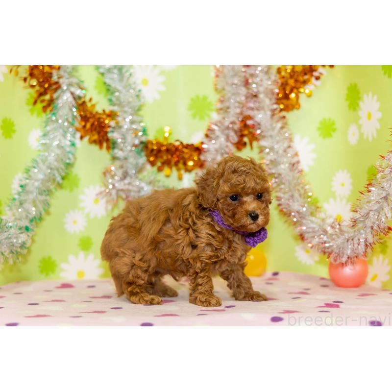 販売中の大分県のタイニープードル-432248の4枚目