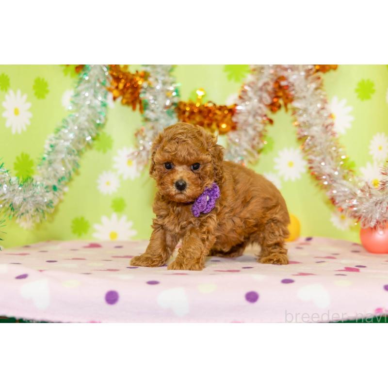 販売中の大分県のタイニープードル-432248の3枚目