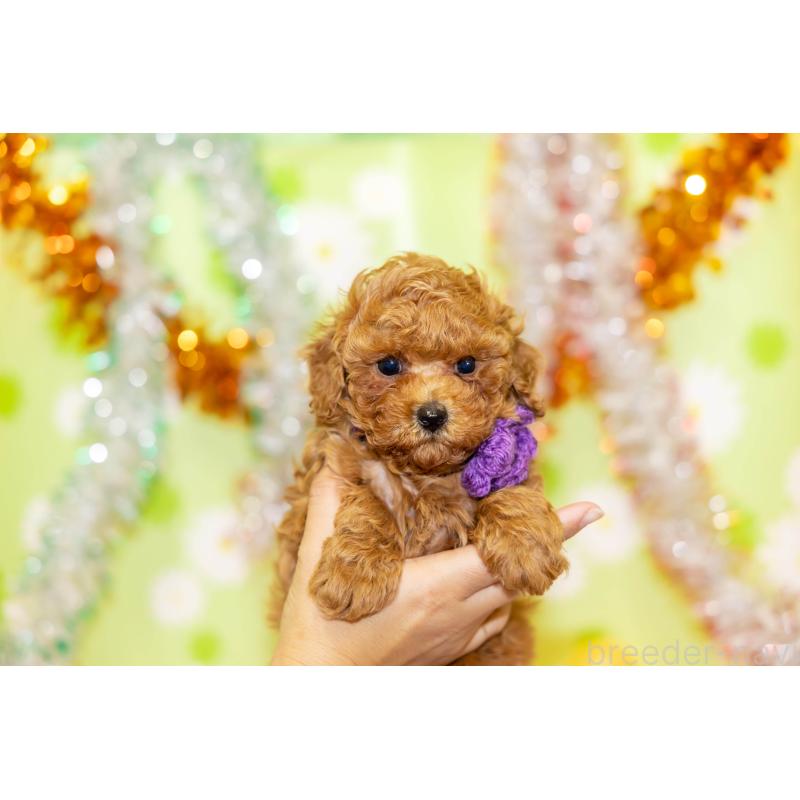 販売中の大分県のタイニープードル-432248の2枚目