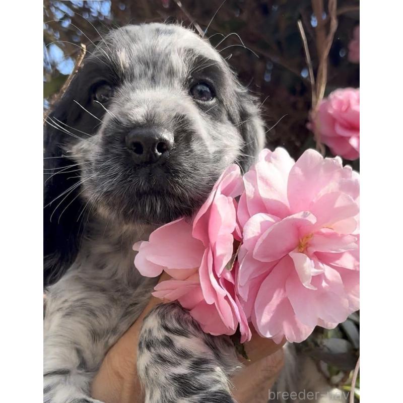 成約済の佐賀県のイングリッシュコッカースパニエル-427989の4枚目