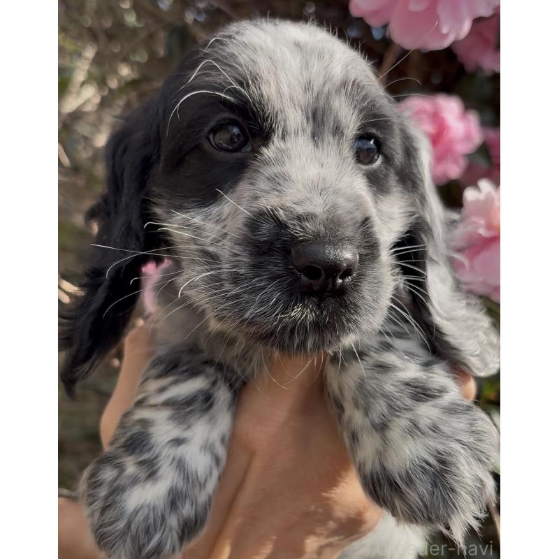 成約済の佐賀県のイングリッシュコッカースパニエル-427989の3枚目