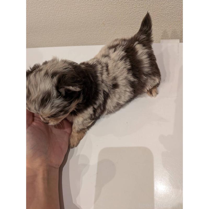 販売中の大阪府のチワワ(ロングコート)-432249の4枚目