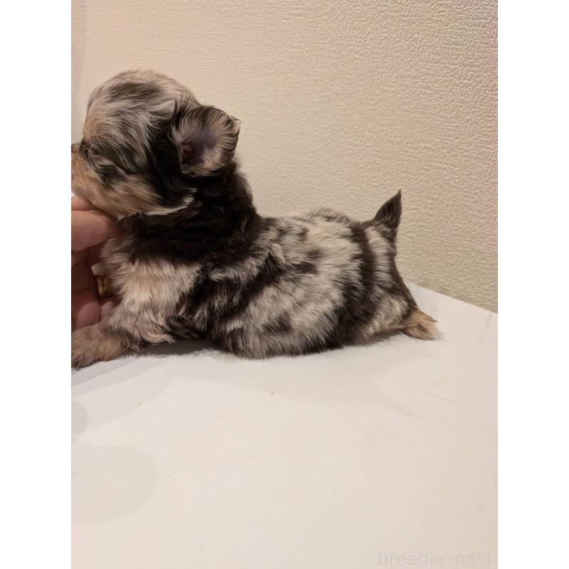 販売中の大阪府のチワワ(ロングコート)-432249の3枚目