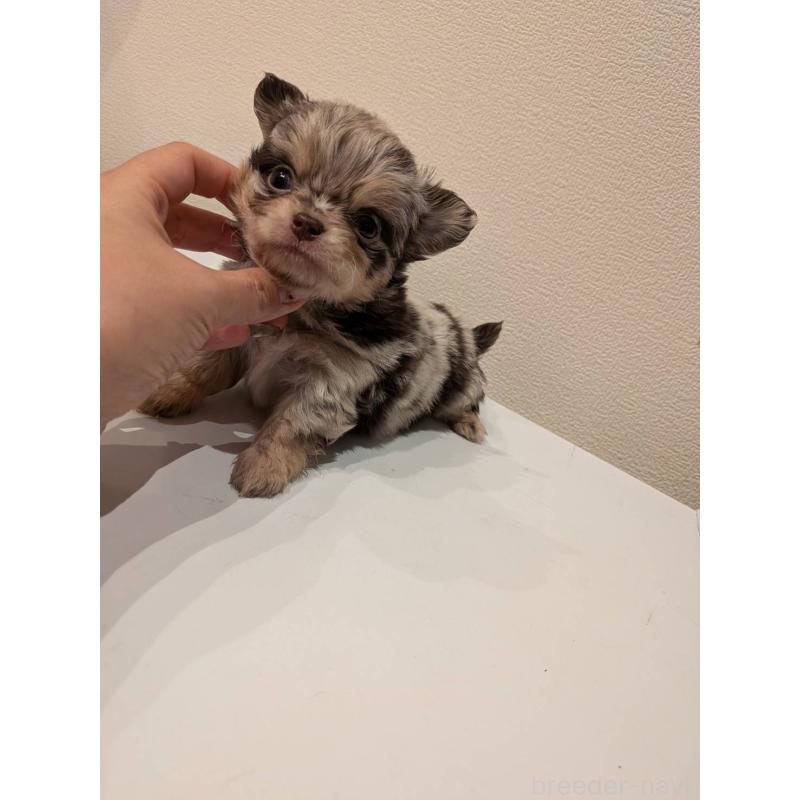 販売中の大阪府のチワワ(ロングコート)-432249の2枚目