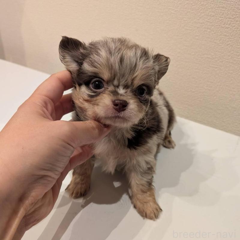 販売中の大阪府のチワワ(ロングコート)-432249の1枚目