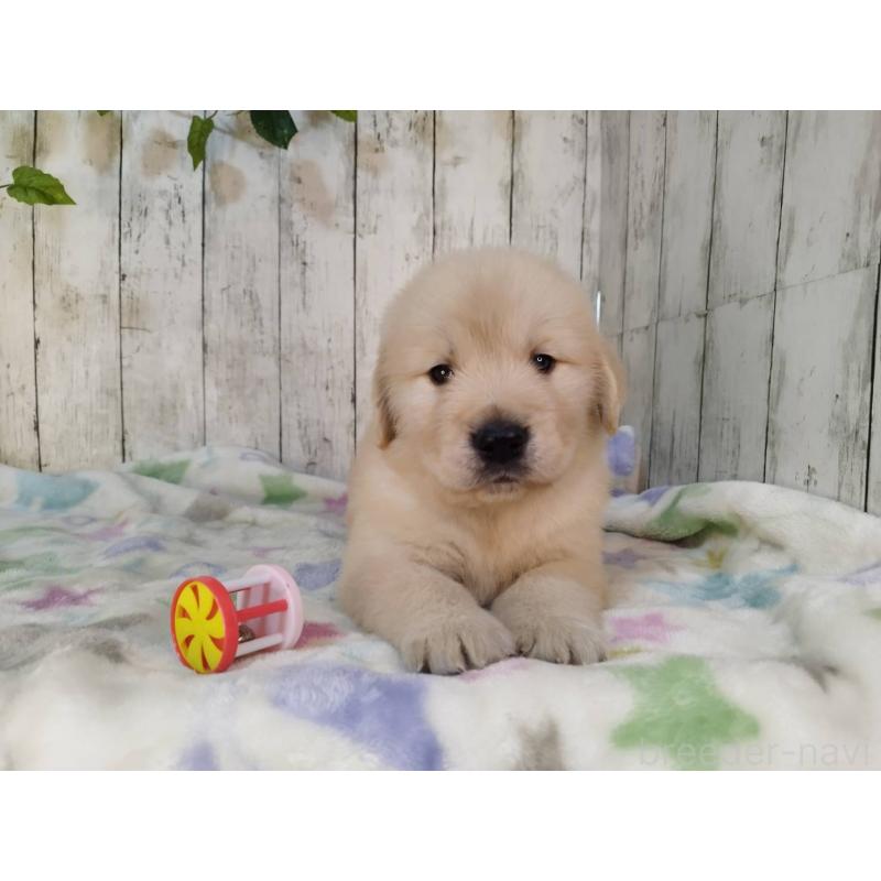 販売中の三重県のゴールデンレトリーバー-432250の5枚目