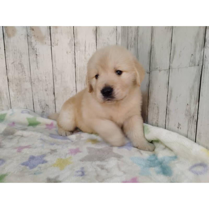 販売中の三重県のゴールデンレトリーバー-432250の4枚目