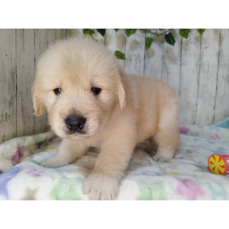 販売中の三重県のゴールデンレトリーバー-432250の3枚目