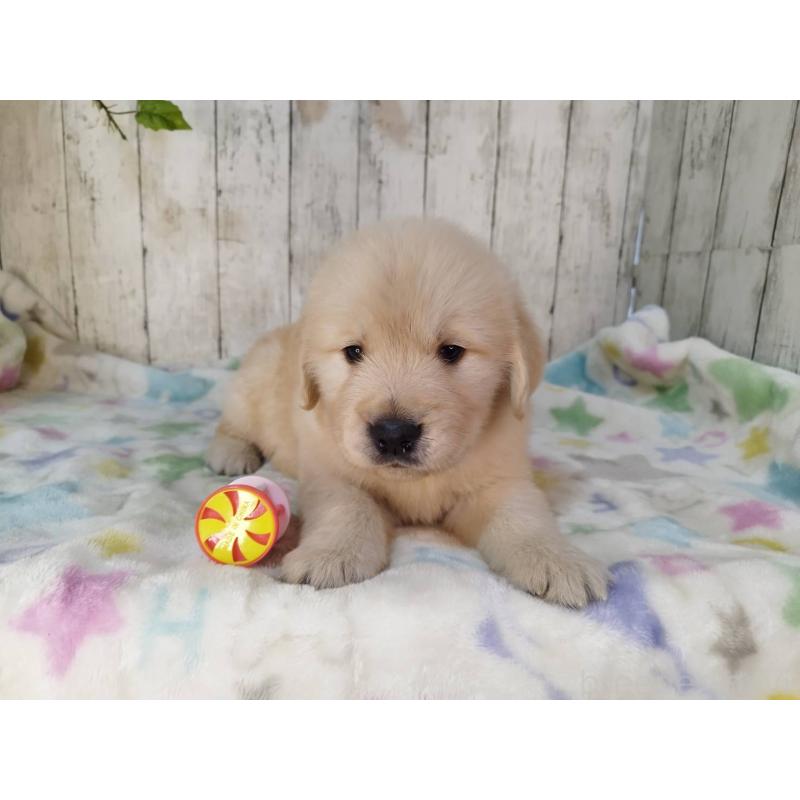 販売中の三重県のゴールデンレトリーバー-432250の2枚目