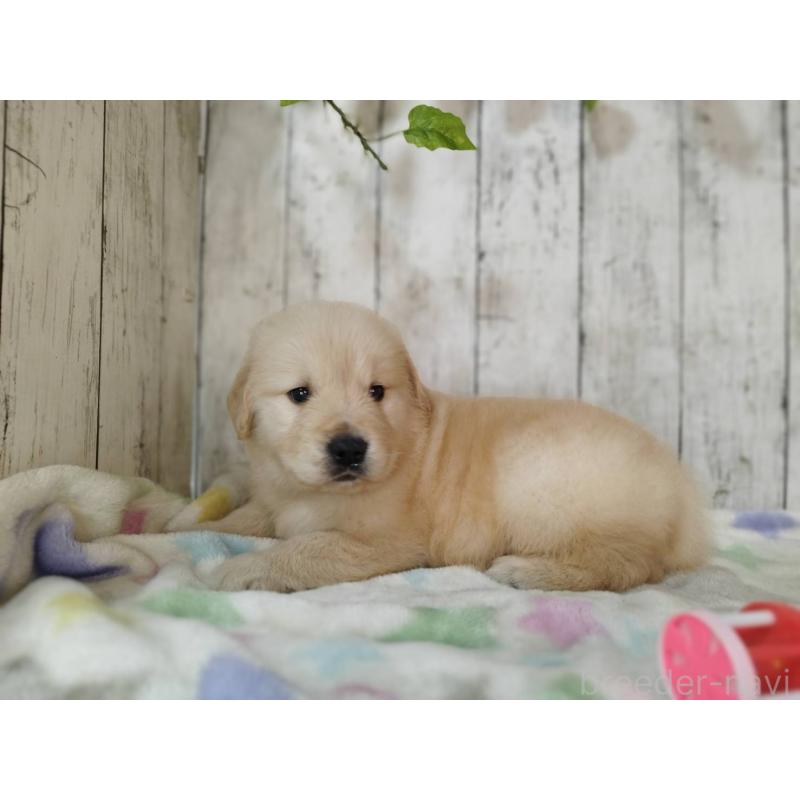 販売中の三重県のゴールデンレトリーバー-432252の5枚目