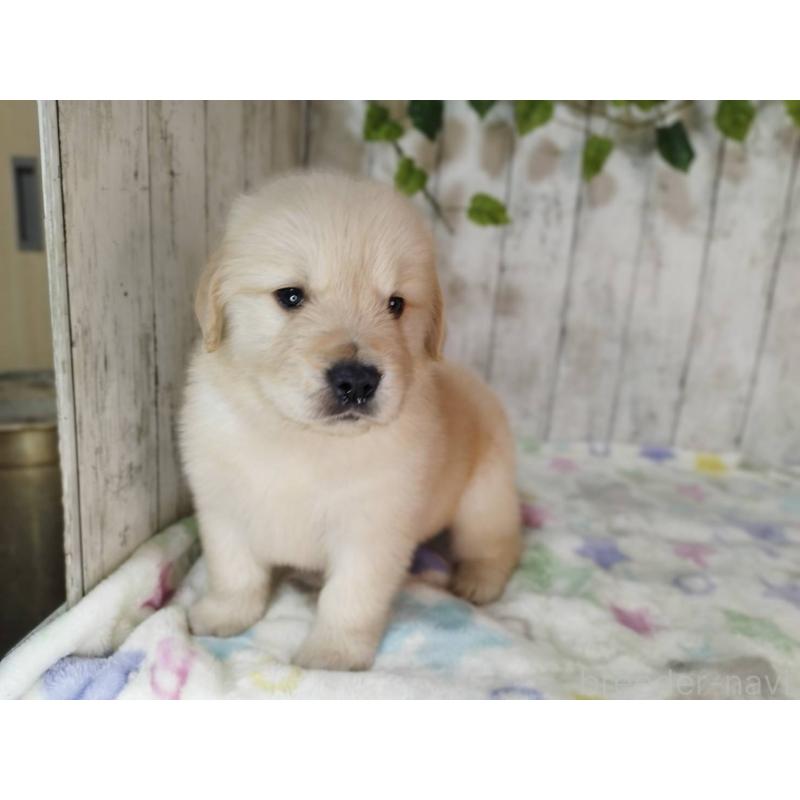 販売中の三重県のゴールデンレトリーバー-432252の4枚目