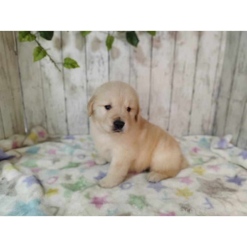 販売中の三重県のゴールデンレトリーバー-432252の3枚目