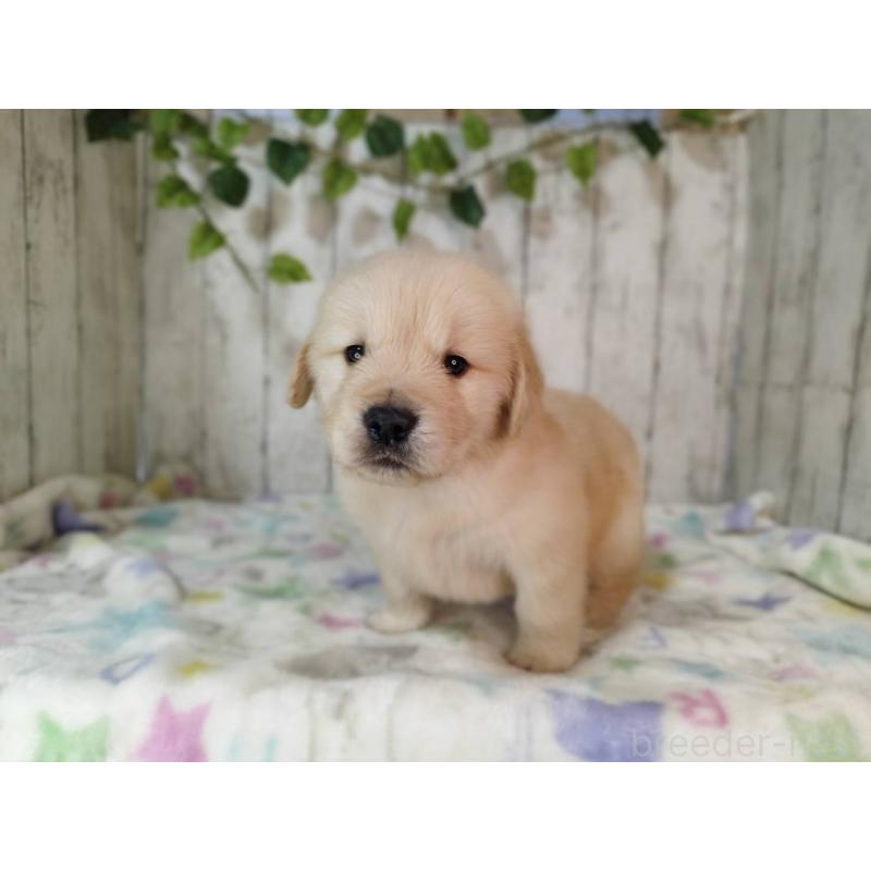 販売中の三重県のゴールデンレトリーバー-432252の2枚目