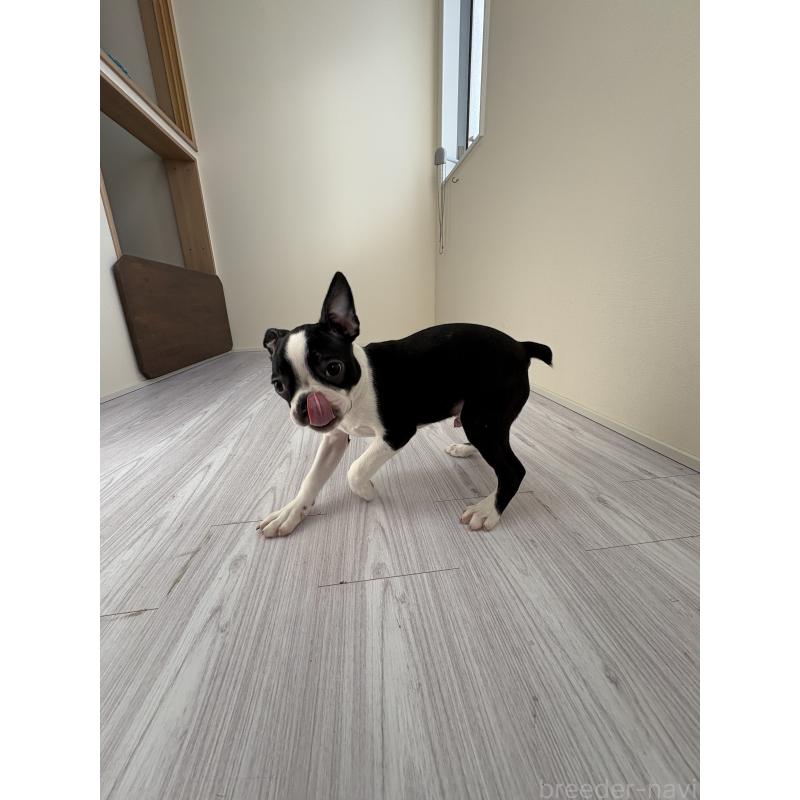 販売中の愛知県のボストンテリア-417484の4枚目