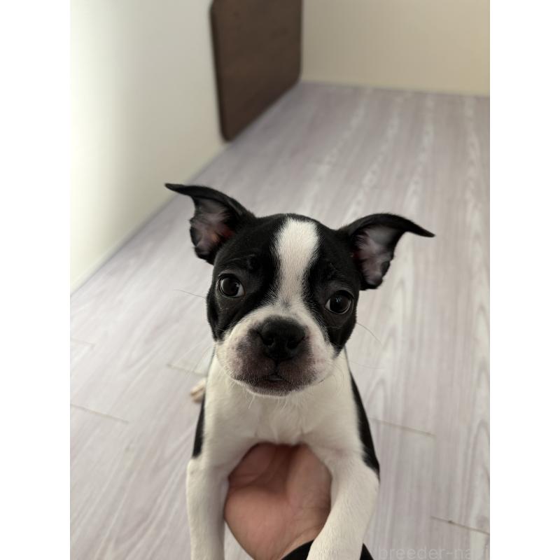 販売中の愛知県のボストンテリア-417484の3枚目