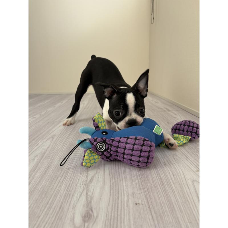 販売中の愛知県のボストンテリア-417484の2枚目