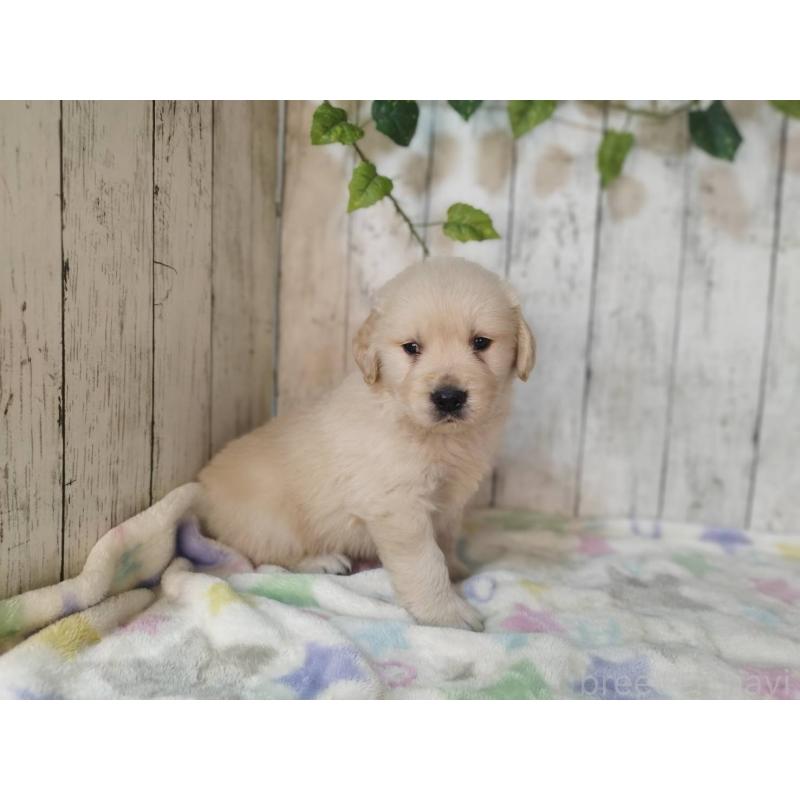 販売中の三重県のゴールデンレトリーバー-432253の5枚目