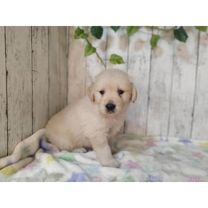 販売中の三重県のゴールデンレトリーバー-432253の4枚目