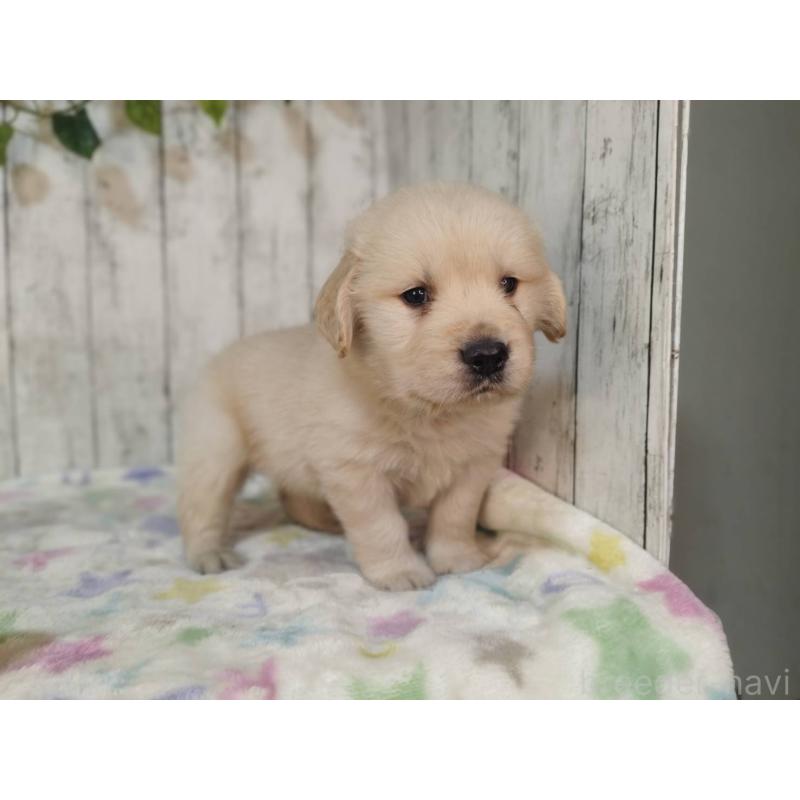 販売中の三重県のゴールデンレトリーバー-432253の3枚目