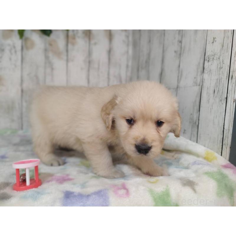 販売中の三重県のゴールデンレトリーバー-432253の2枚目