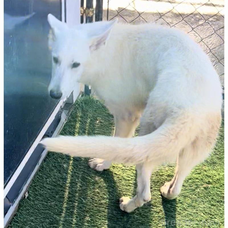 販売中の奈良県のホワイトシェパード-432256の10枚目