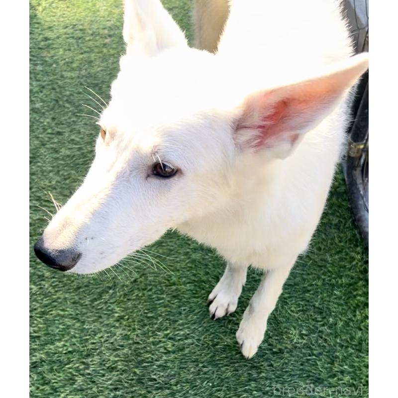 販売中の奈良県のホワイトシェパード-432256の9枚目