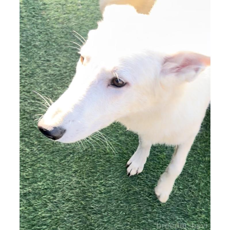 販売中の奈良県のホワイトシェパード-432256の8枚目