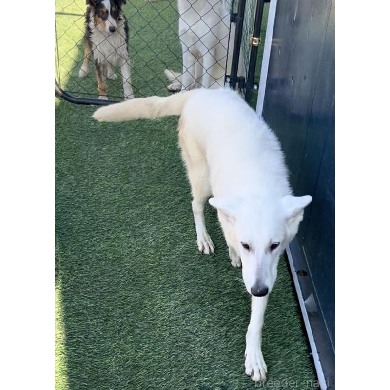 販売中の奈良県のホワイトシェパード-432256の7枚目