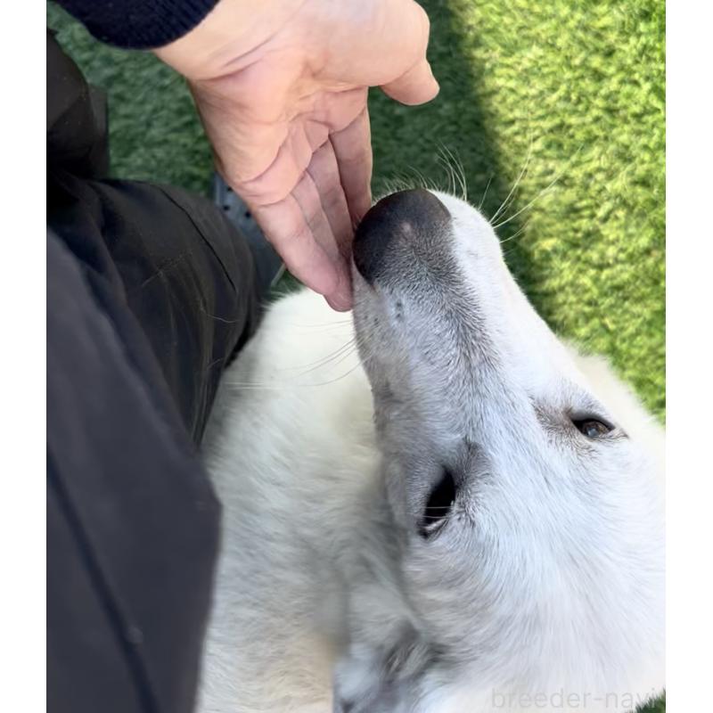 販売中の奈良県のホワイトシェパード-432256の6枚目