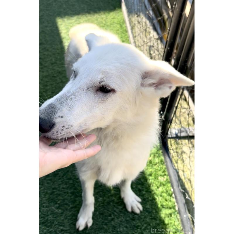 販売中の奈良県のホワイトシェパード-432256の5枚目