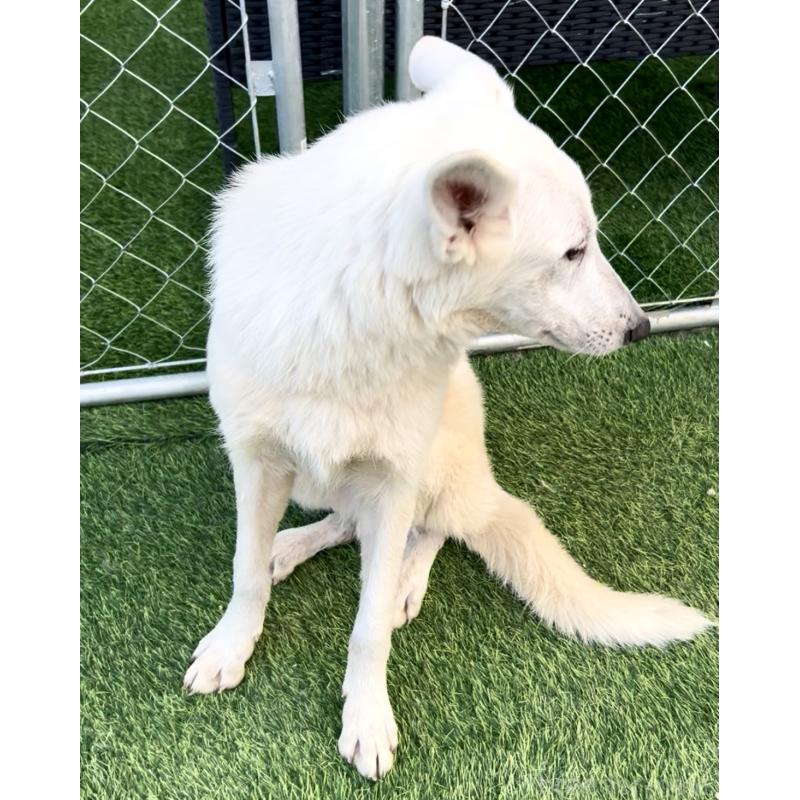 販売中の奈良県のホワイトシェパード-432256の4枚目