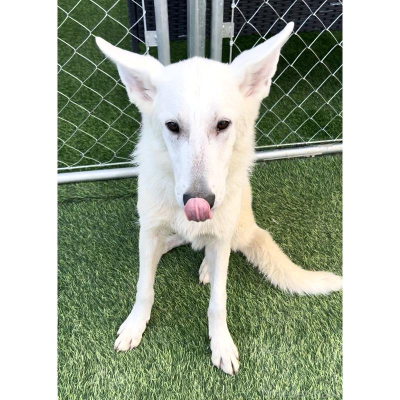 販売中の奈良県のホワイトシェパード-432256の3枚目