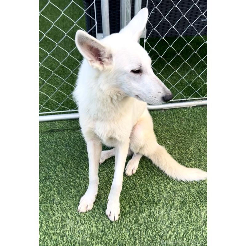 販売中の奈良県のホワイトシェパード-432256の2枚目
