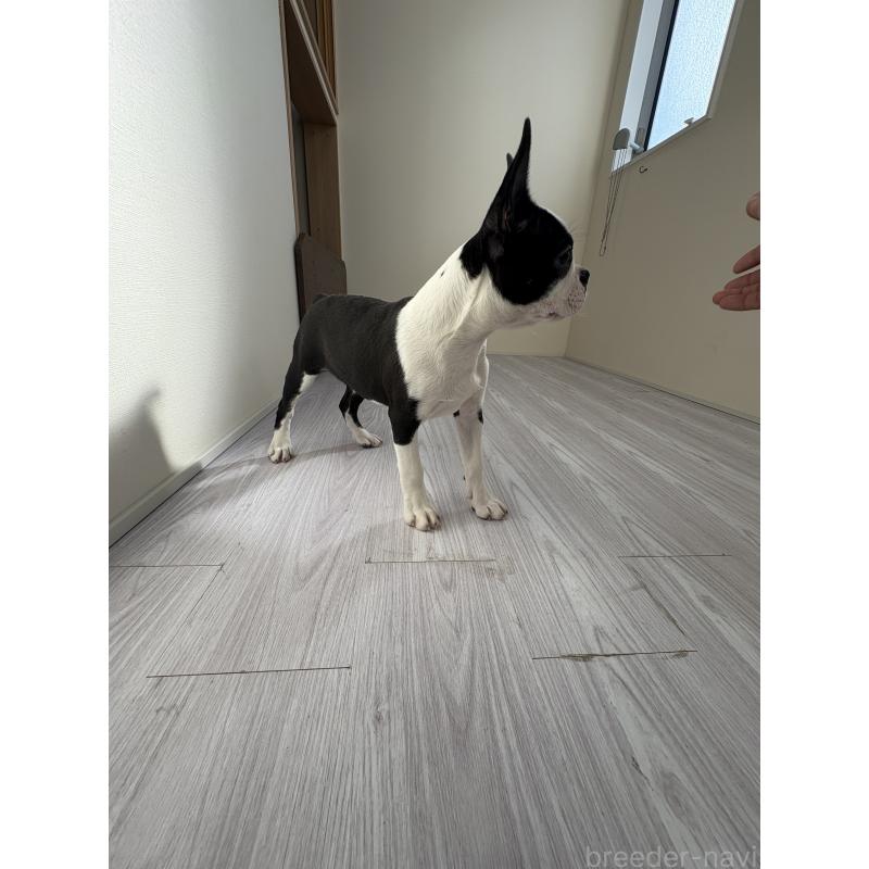 販売中の愛知県のボストンテリア-417487の4枚目