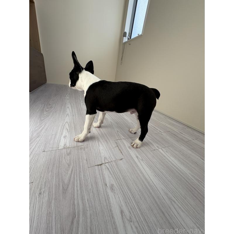 販売中の愛知県のボストンテリア-417487の2枚目