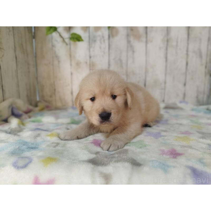 販売中の三重県のゴールデンレトリーバー-432254の5枚目