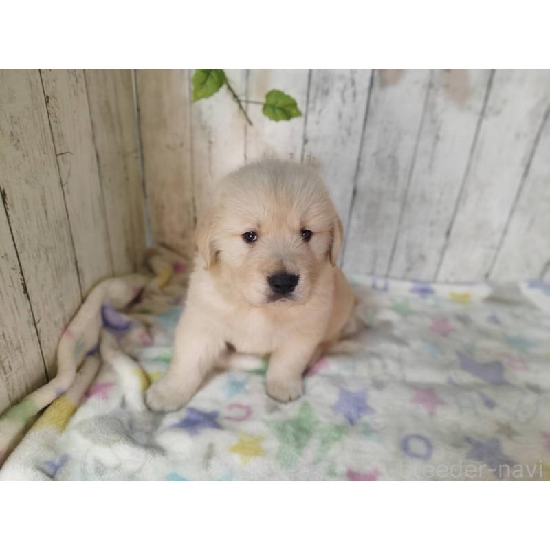 販売中の三重県のゴールデンレトリーバー-432254の4枚目