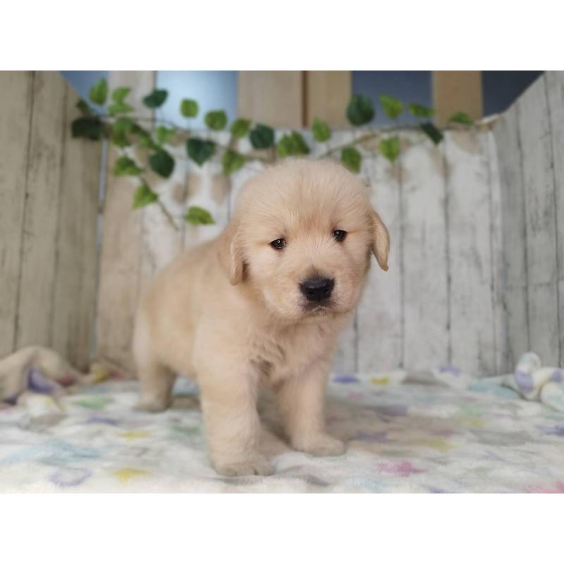 販売中の三重県のゴールデンレトリーバー-432254の3枚目