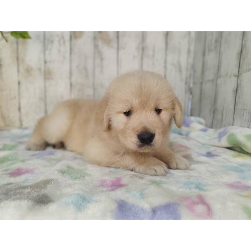 販売中の三重県のゴールデンレトリーバー-432254の2枚目