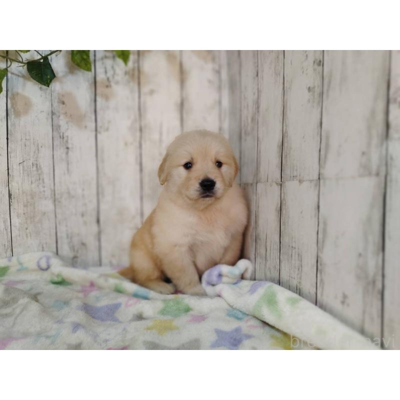 販売中の三重県のゴールデンレトリーバー-432257の5枚目