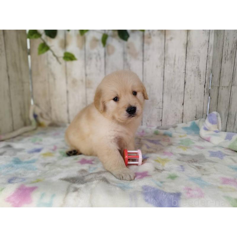 販売中の三重県のゴールデンレトリーバー-432257の4枚目