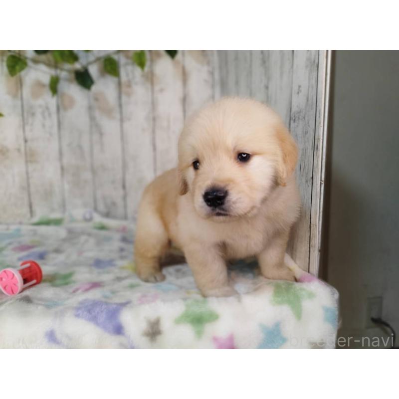 販売中の三重県のゴールデンレトリーバー-432257の3枚目