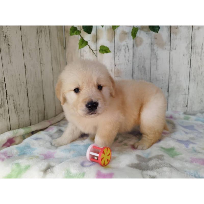 販売中の三重県のゴールデンレトリーバー-432257の2枚目