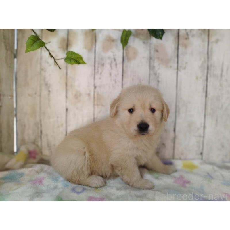 販売中の三重県のゴールデンレトリーバー-432258の5枚目